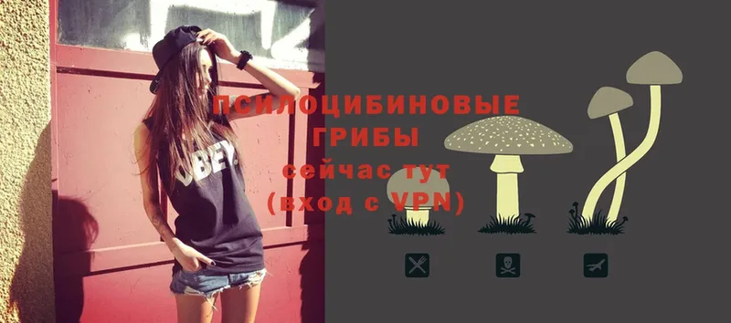 купить  цена  Калуга  Галлюциногенные грибы Cubensis 